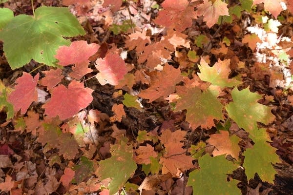 Above-normal temps this weekend and beyond; quiet weather on Halloween