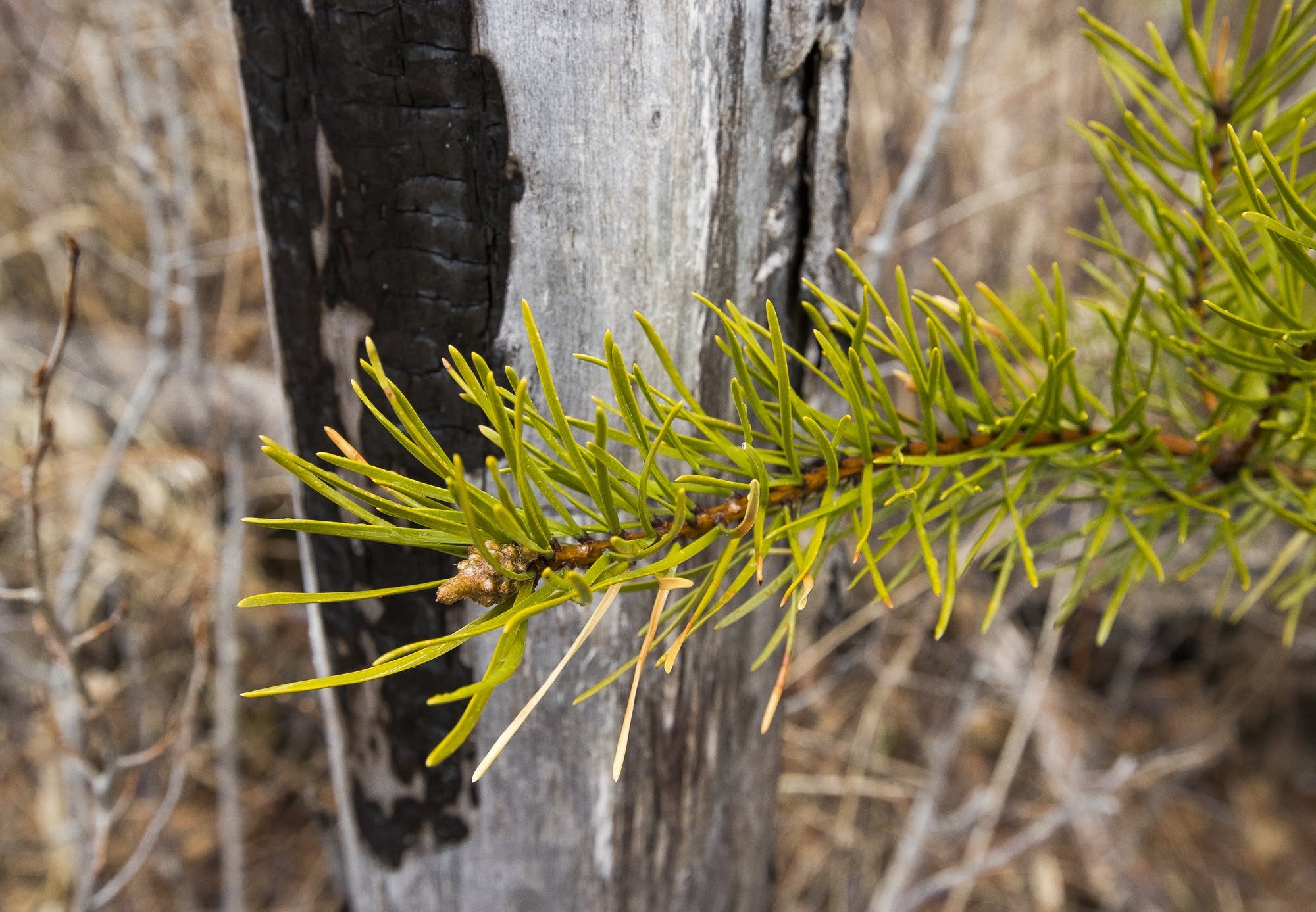 A young jack pine branch in front of a dead and blackened tree trunk.