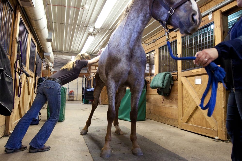 Animal chiropractor