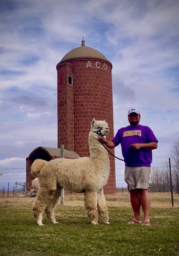 a man stands with an alpaca in front of a silo