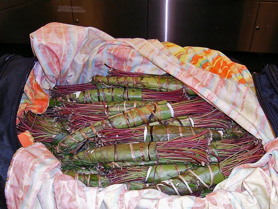 Appeals Court: Khat is illegal in Minnesota