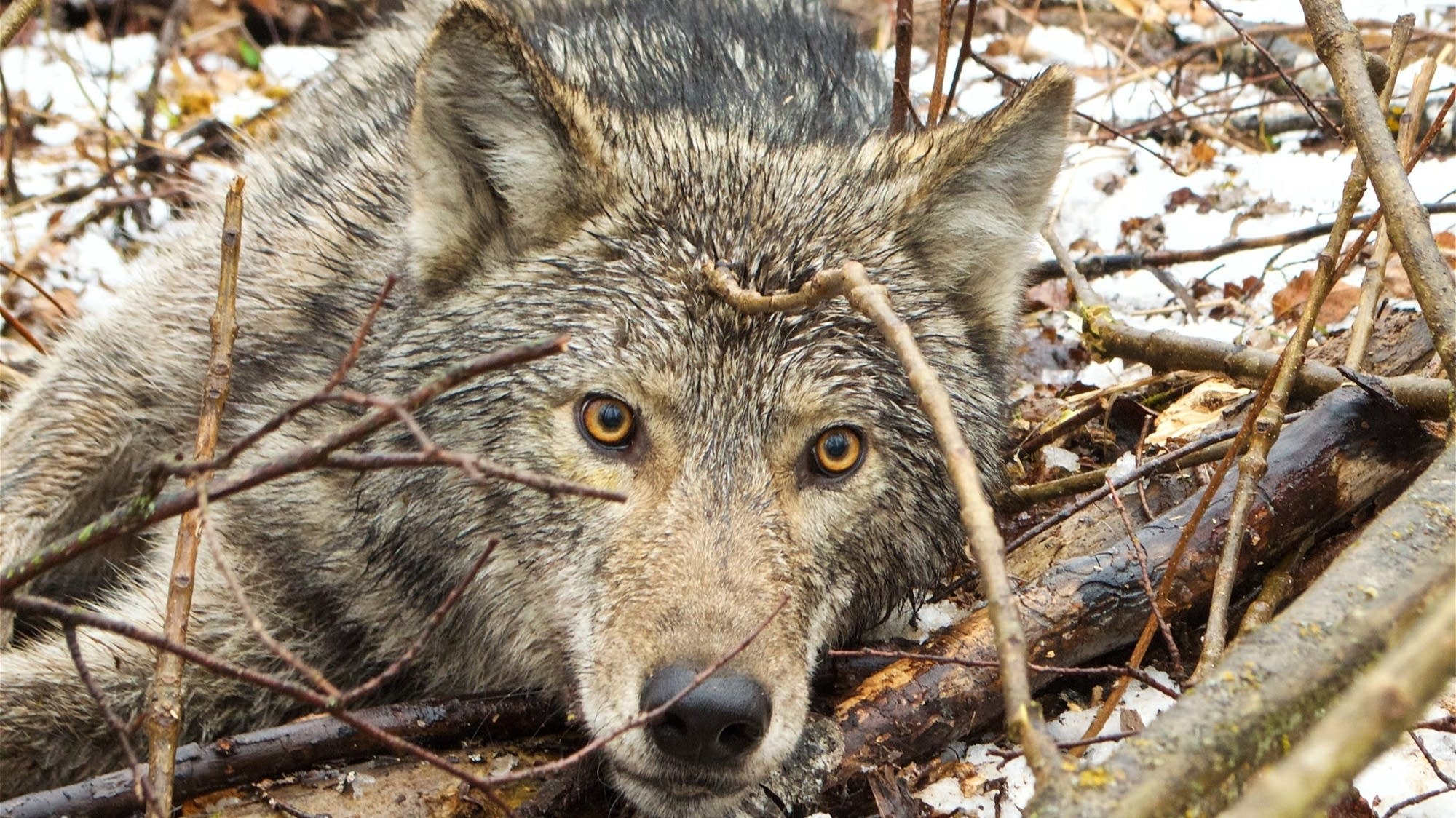 Wisconsin Judge Orders Start To Wolf Hunt This Month Mpr News