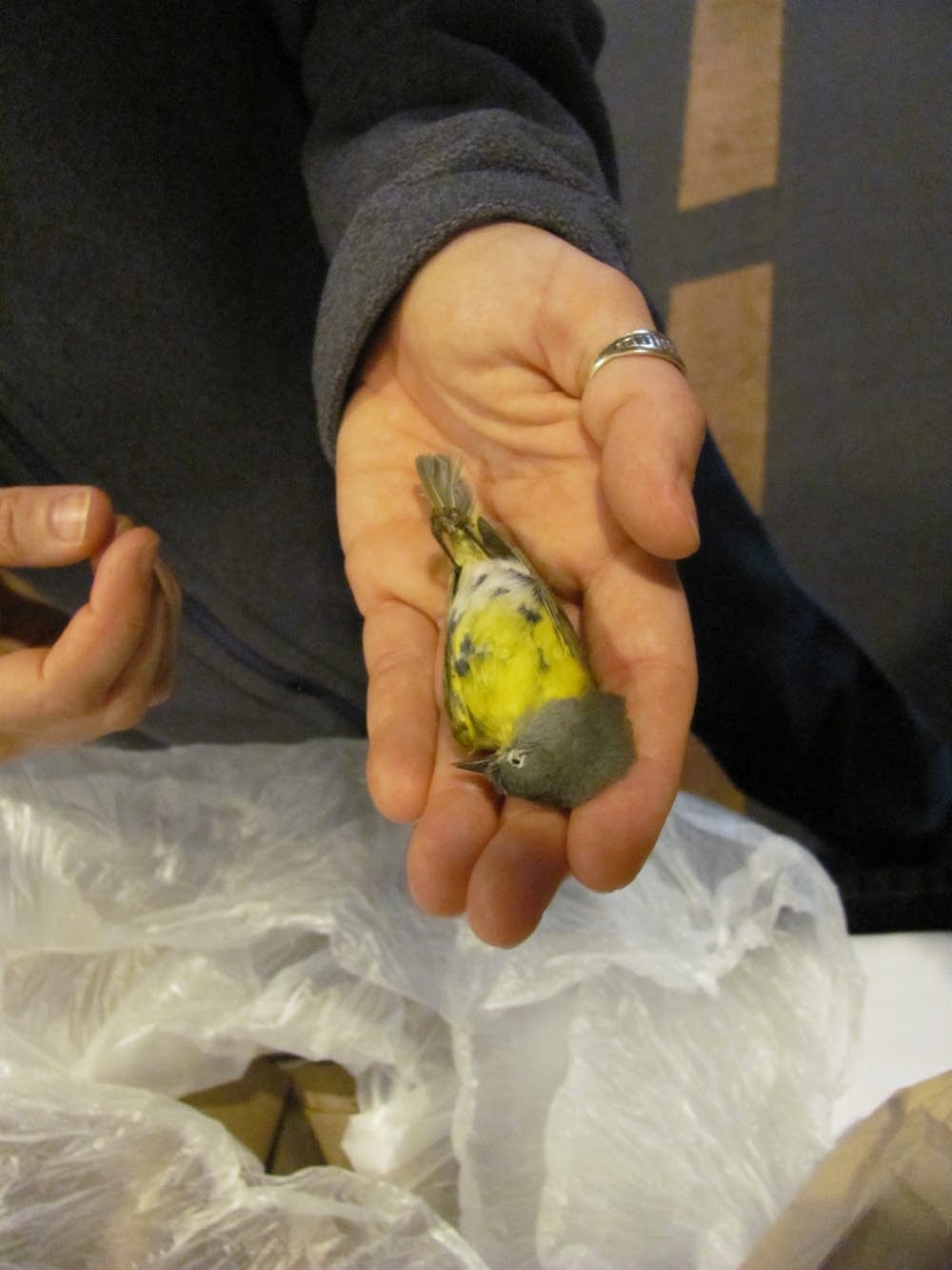 Nashville Warbler