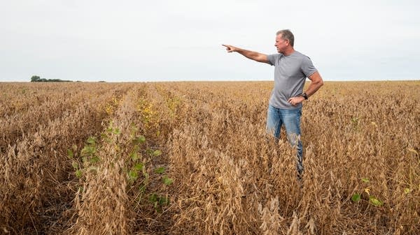 Jim Hedges stands in his soybean field in central Illinois. The beans are about ready for harvest.