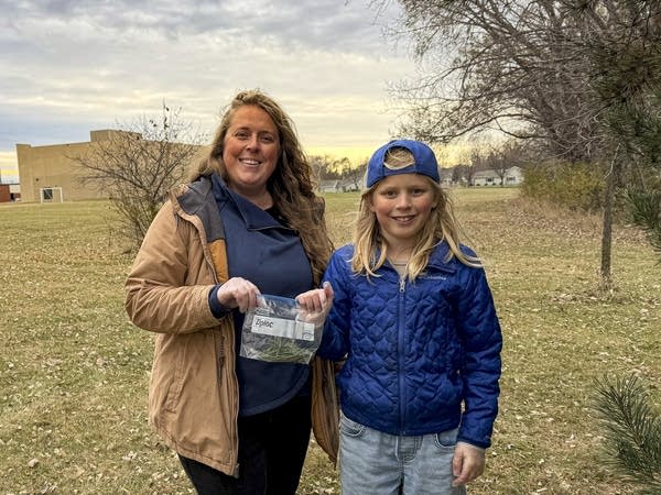  plucked needles off a pine tree