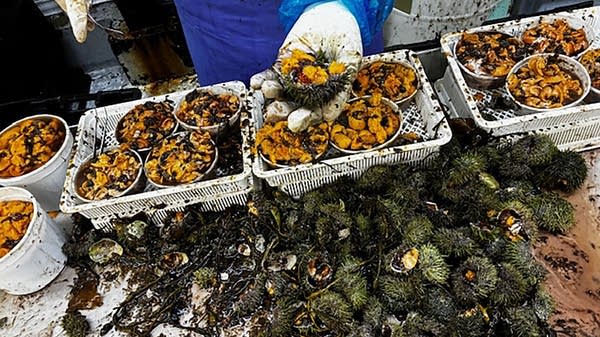Workers process spiky green Maine sea urchin at ISF Trading in Portland, Maine. They extract the roe, or edible reproductive organ, and separate the male and female uni. 