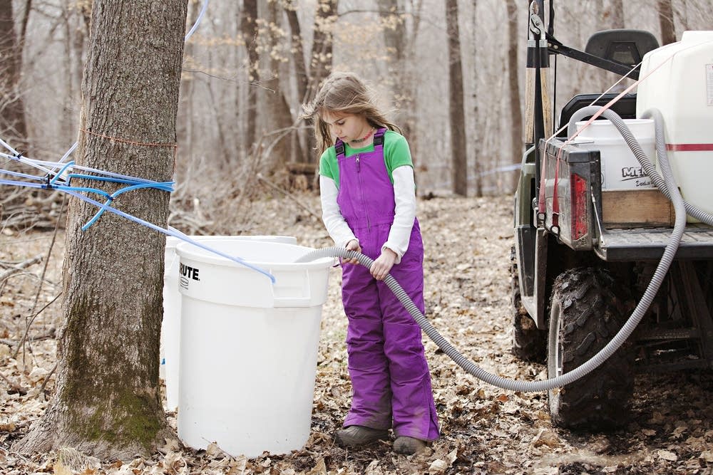 Collecting sap
