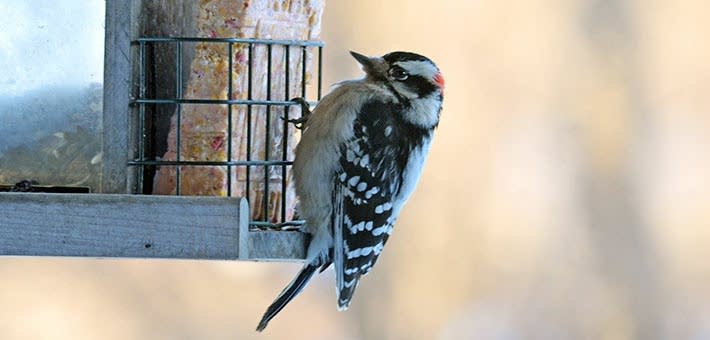 Downy woodpecker eats suet.