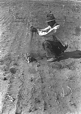 1936 farmer
