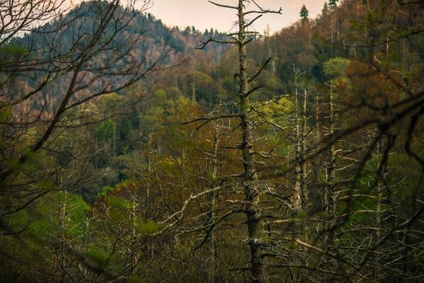 To tame a 'wave' of invasive bugs, Park Service introduces predator beetles