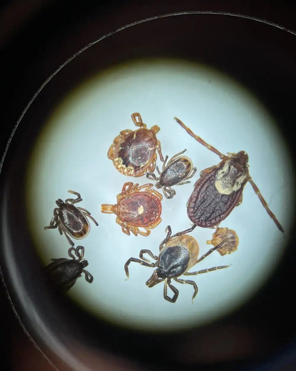 Ticks are thriving in Minnesota. Experts explain why. | MPR News