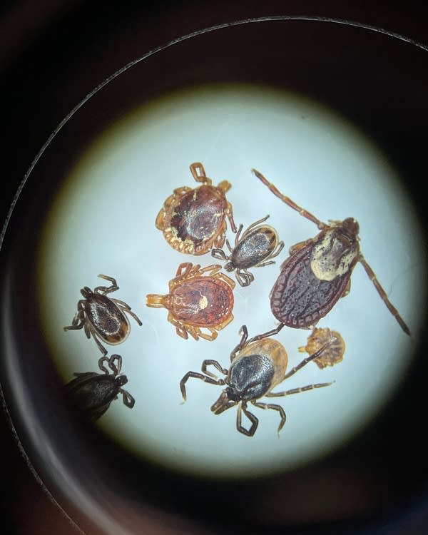 Ticks are thriving in Minnesota. Experts explain why. | MPR News