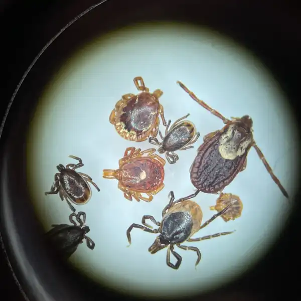 Ticks are thriving in Minnesota. Experts explain why. | MPR News