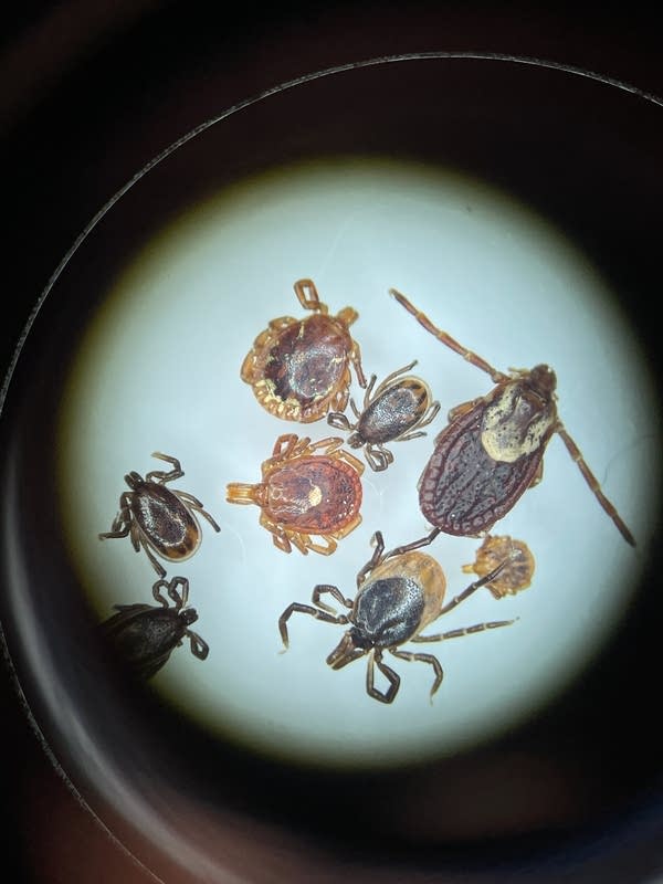 A number of ticks under a microscope.