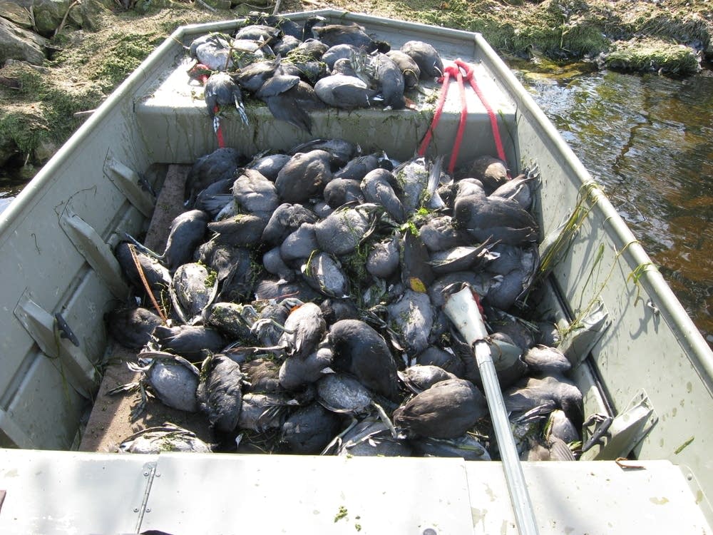 dead ducks