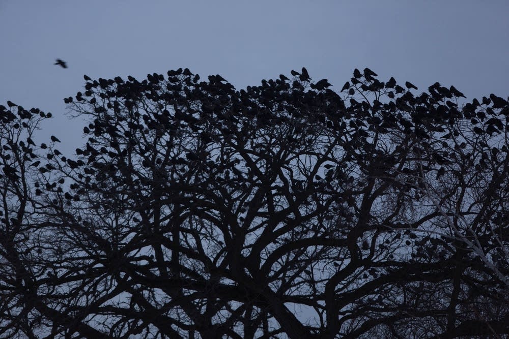 How you can track the thousands of crows that roost nightly near