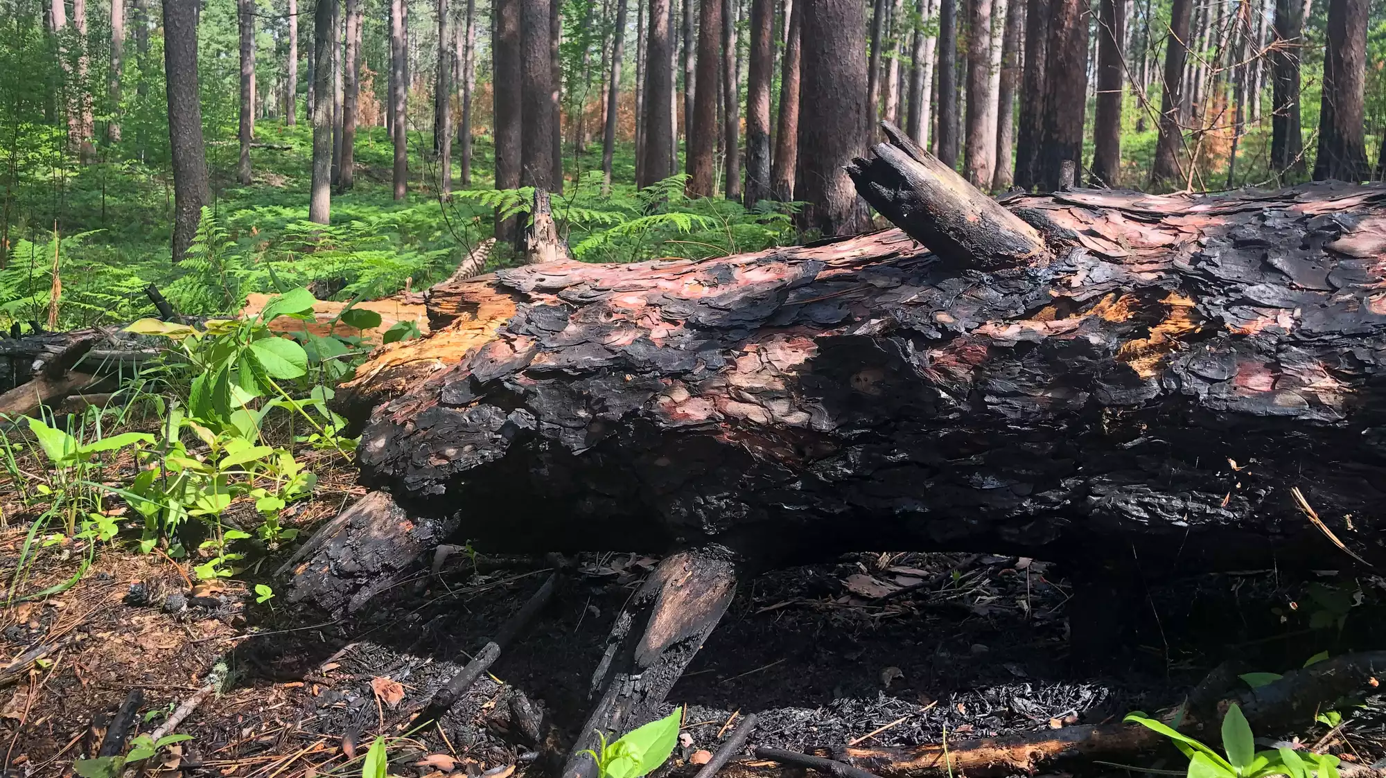 Trees are dying across the state and it could be due to climate change