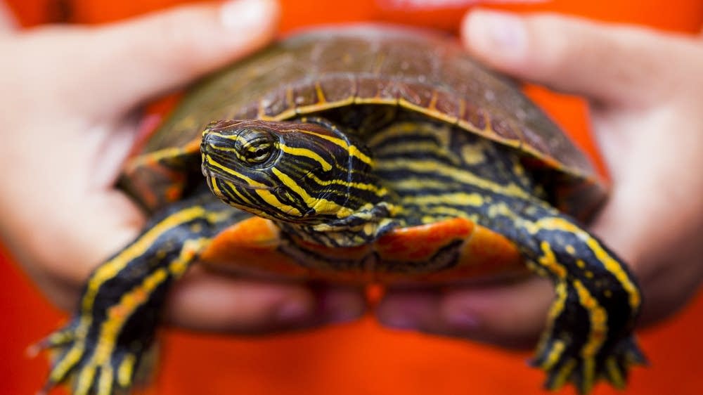 Starting Jan. 1, Minnesota turtles are protected from commercial harvest - Vimarsana News