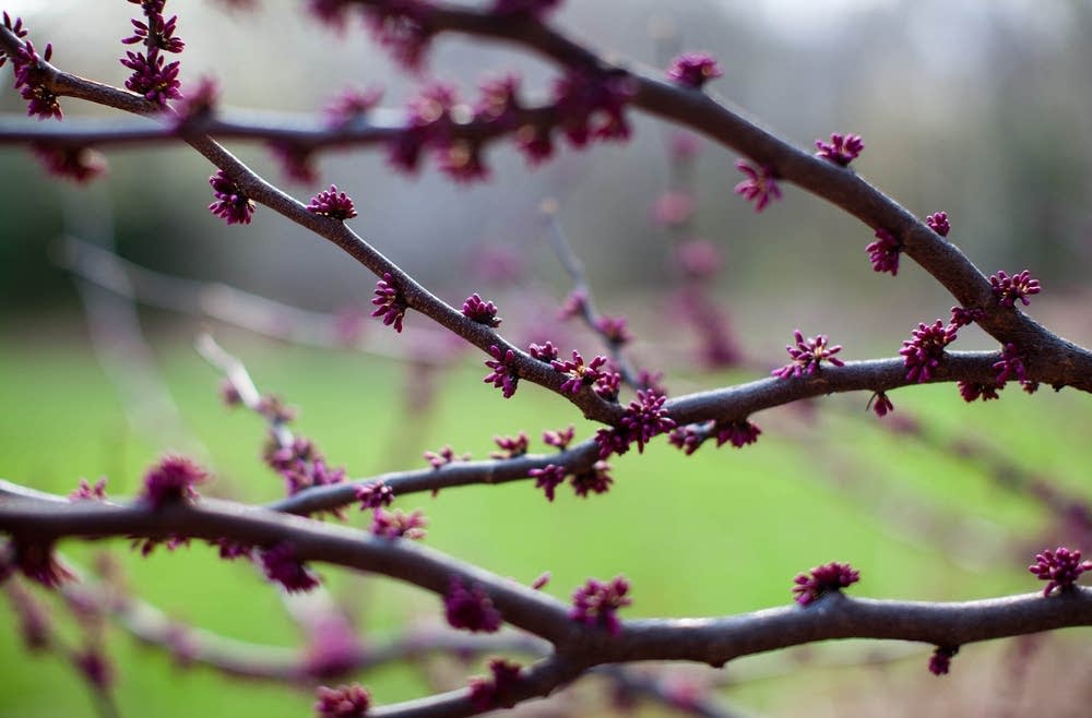 Spring blooms at the Lake Harriet Peace Garden