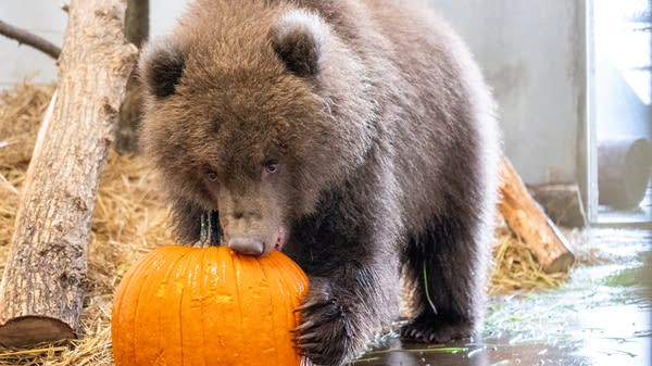 A brown bear cub takes a bite out of a pumpkin