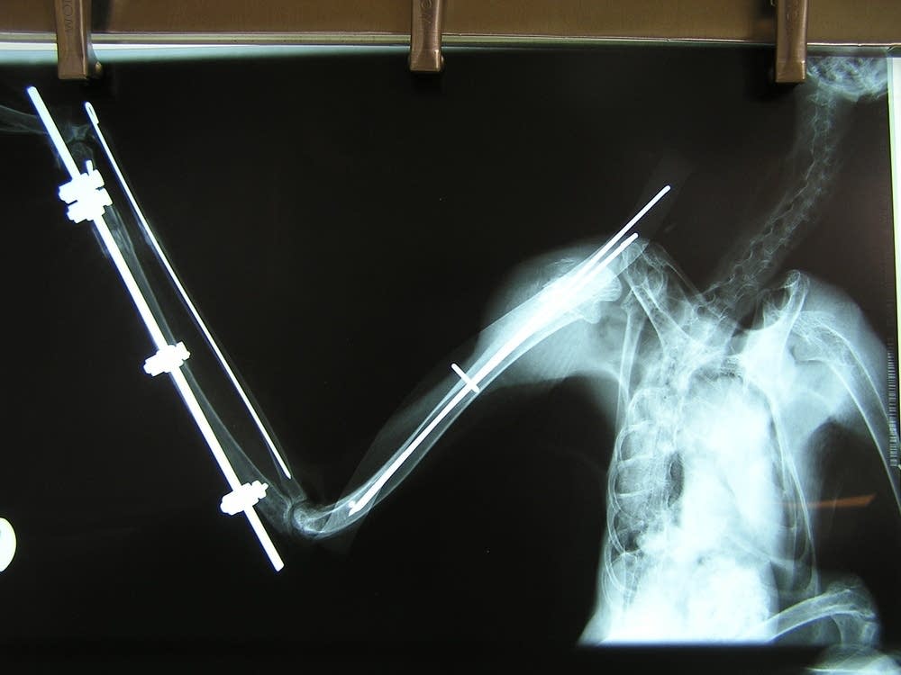Owl X-ray