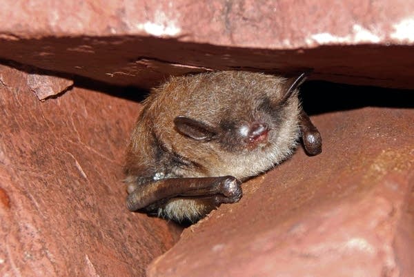 A bat in the Soudan mine with white-nose syndrome