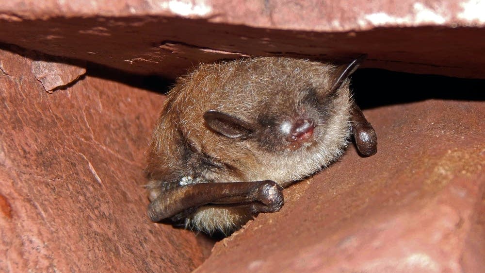 DNR Bat killing disease spreading in Minnesota, decimating colonies MPR News