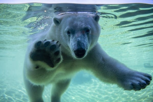 একটি মেরু ভালুক জলের নীচে ডুব দেয়।