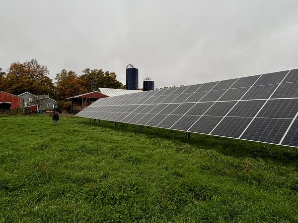 A long stretch of about a hundred solar panels sits in a lush, empty, green pasture on a dairy farm.