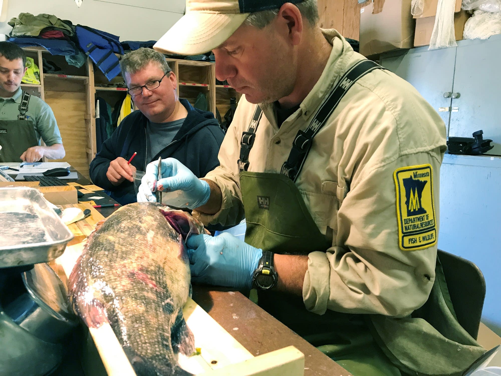Assistant fisheries technician Kris Nissen takes samples from a fish.