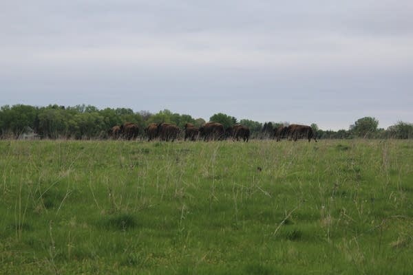 Several bison took off running once released from a trailer