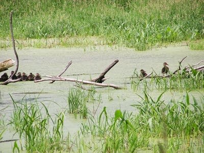 Waterfowl in wetlands