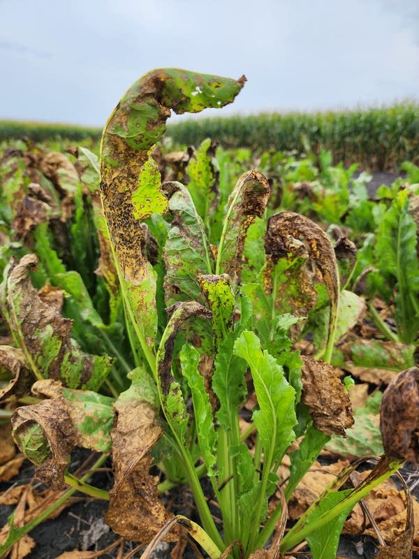 A close-up photo of a sugarbeet plant infected with Cercospora Leaf Spot