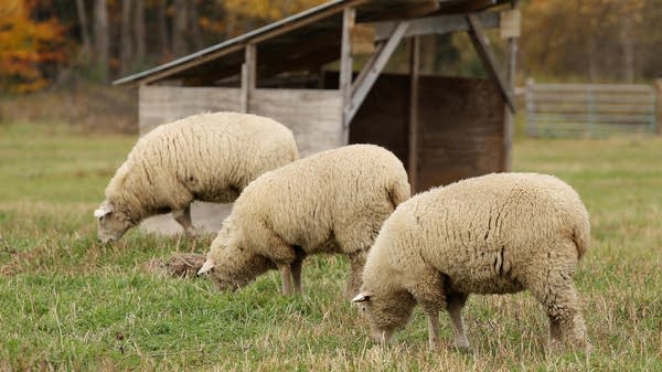The demand for locally-sourced wool is surging, but domestic sheep herds can't keep up yet.
