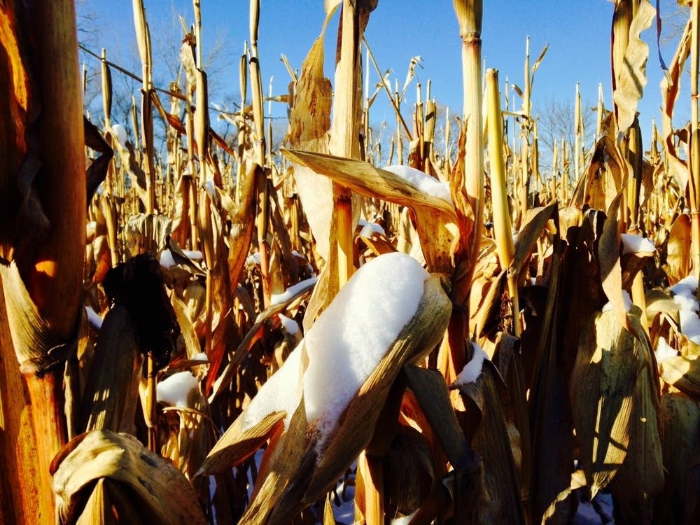 As corn prices fall, Minnesota farms worry about the future MPR News