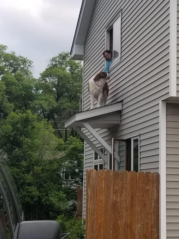 dog_2