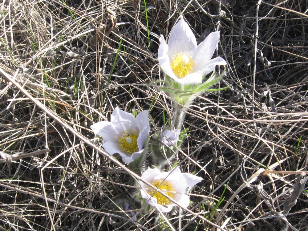 Prairie flower