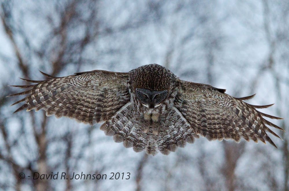 Owl in flight