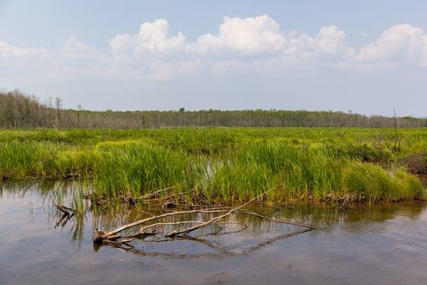 A view of calm water and green