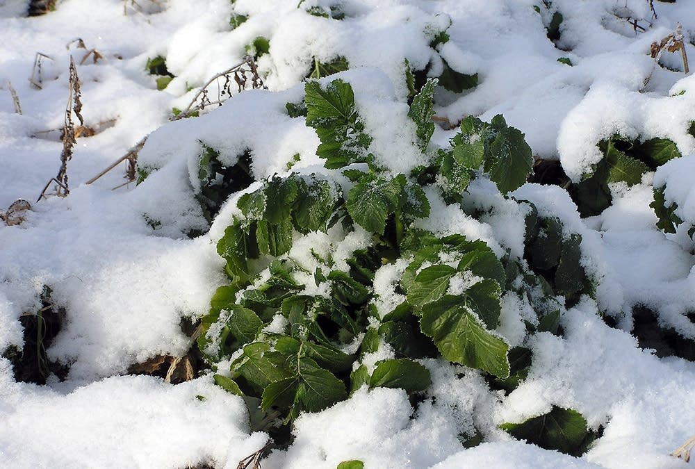 Snow-covered radish