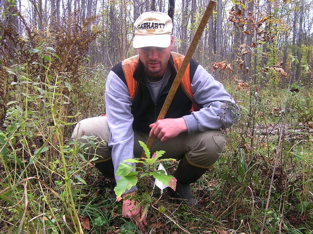 Mitch Slater measured a swamp white oak sapling.