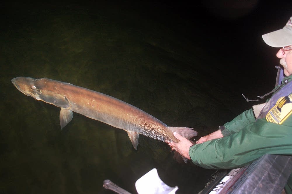 Releasing a muskie