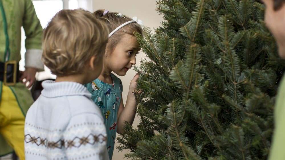 Scientists target mess from Christmas tree needles MPR News