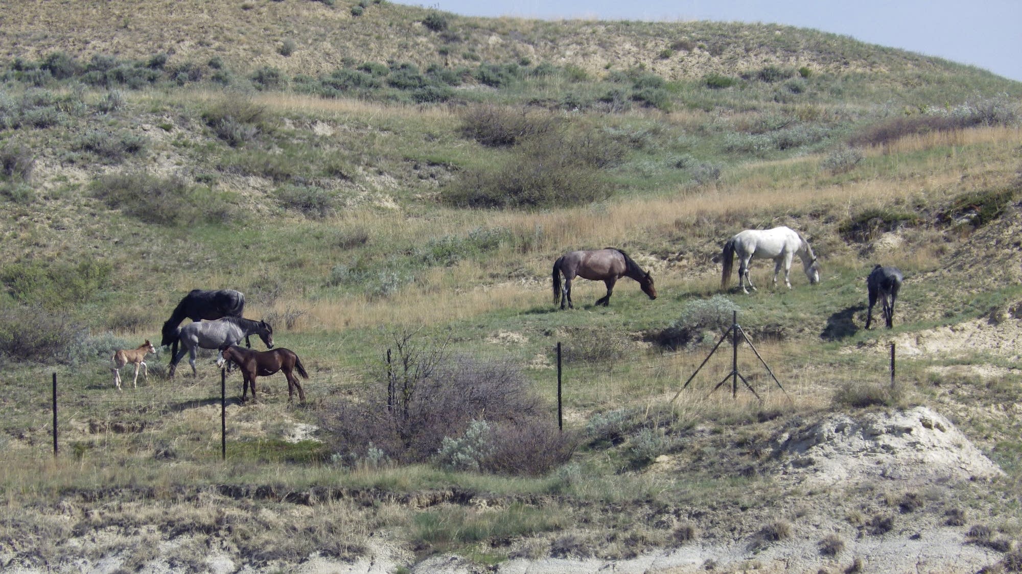 Wild horses that roam Theodore Roosevelt National Park may be removed. Many oppose the plan - Vimarsana News