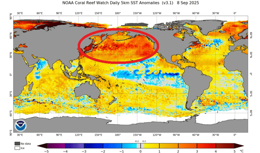 Could the record ‘warm blob’ Pacific Ocean heat wave bring a rigorous winter to Minnesota?
