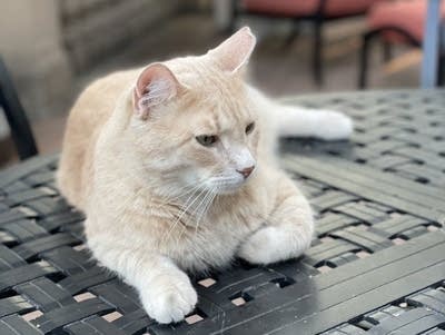 476598-20230831-an-orange-