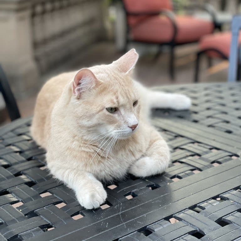 Minnesota's First Feline goes missing | MPR News