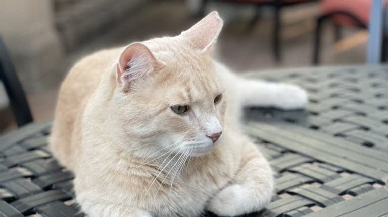family cats　0118 Minnesota's First Feline goes missing | MPR News