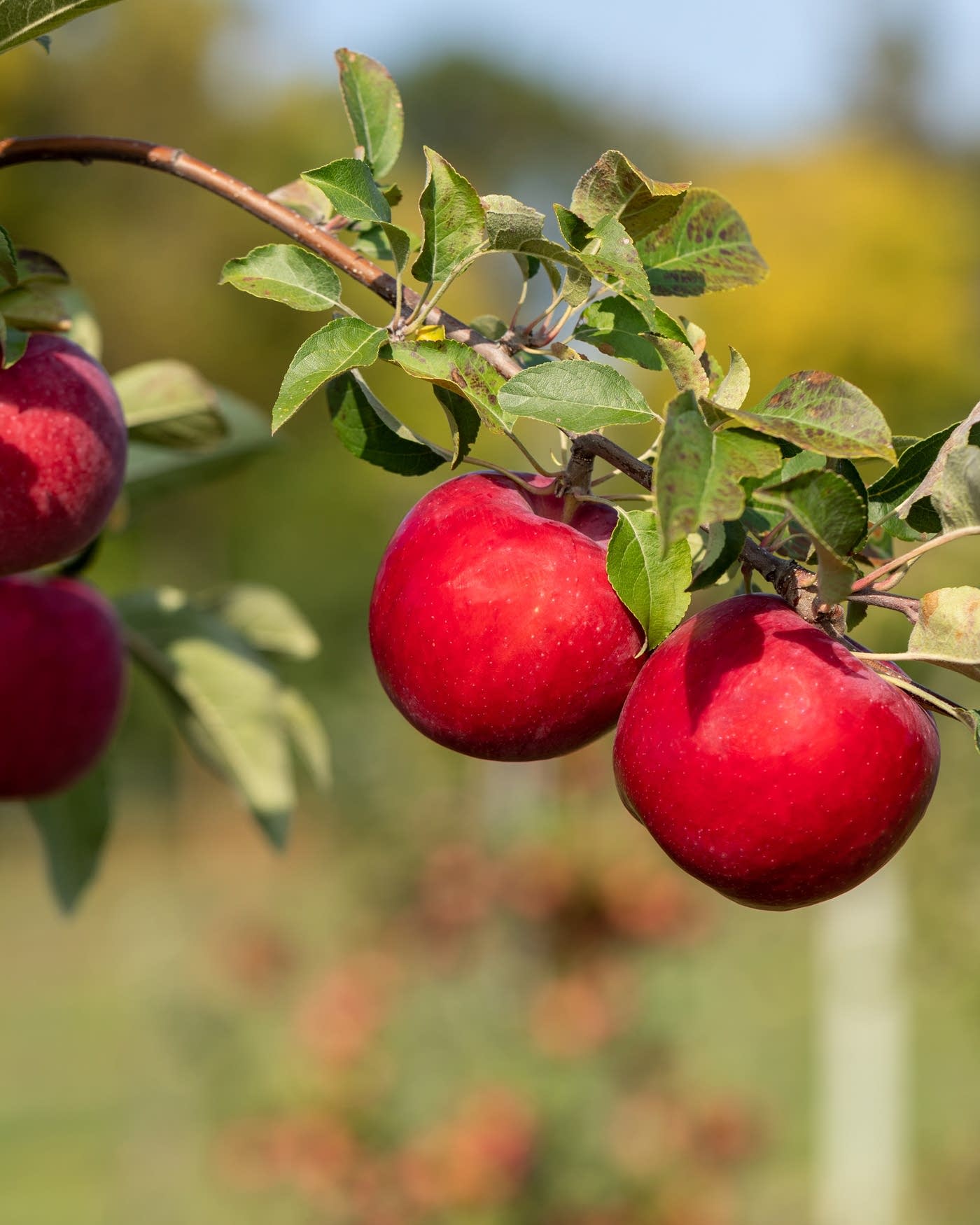 Kudos from U: New Minnesota apple variety is cross between