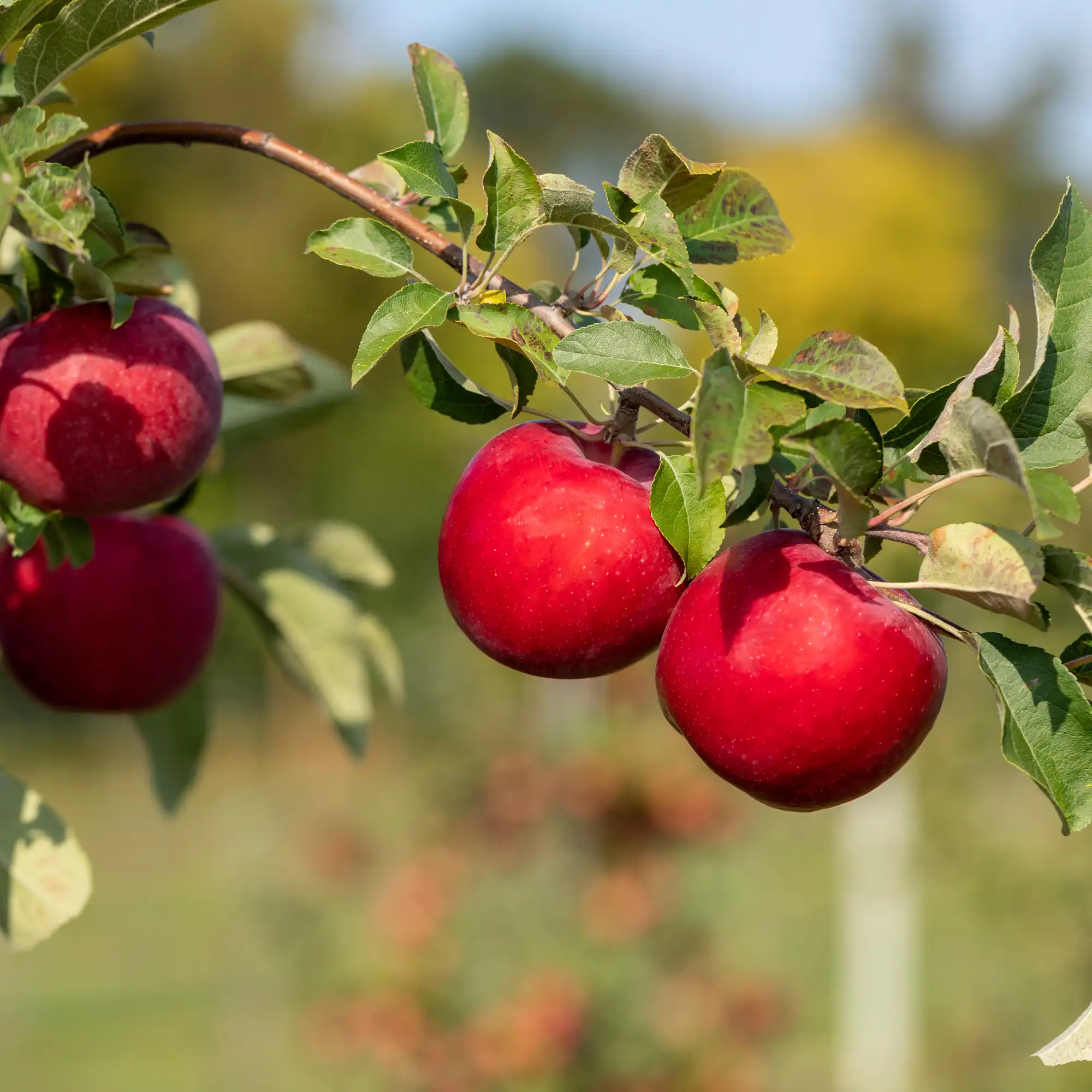 ★Apple /アップル Kudos from U: New Minnesota apple variety is cross between